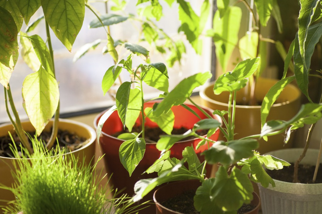 How-to-repot-plants-for-travel